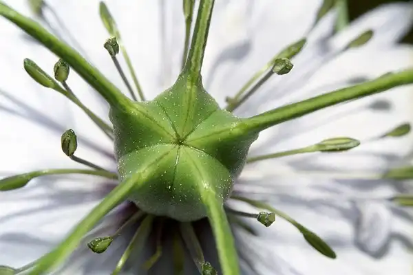 Foto de Nigella damascena - nigella damascena:Holger-Hill