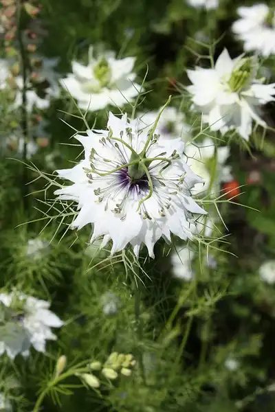 Foto de Nigella damascena - nigella damascena:Random-Michelle