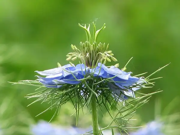 Foto de Nigella damascena - nigella damascena:Andreas