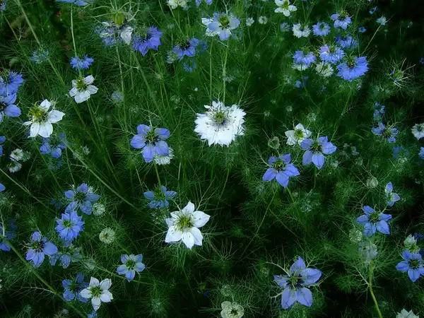Foto de Nigella damascena - nigella damascena:Wendell Smith