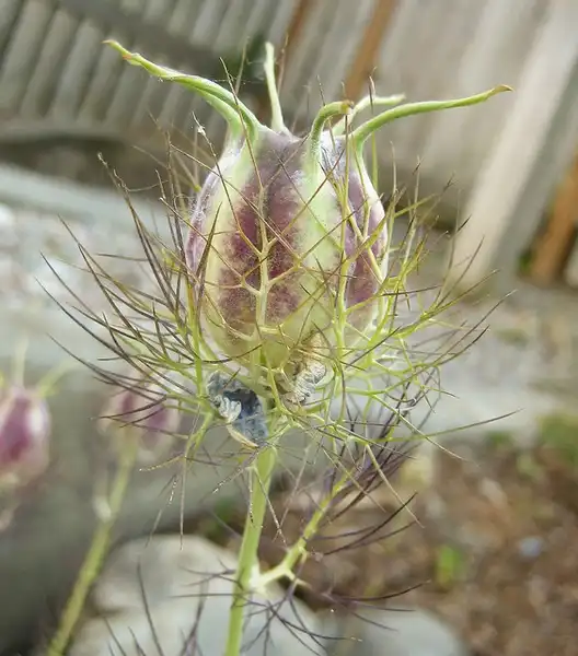 Foto de Nigella damascena - nigella damascena:Jessie-Hirsch