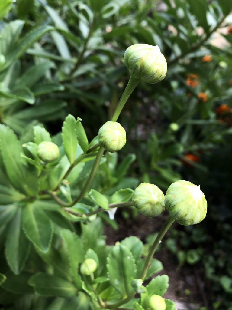 Foto de Nipponanthemum nipponicum (Nipponanthemum nipponicums)