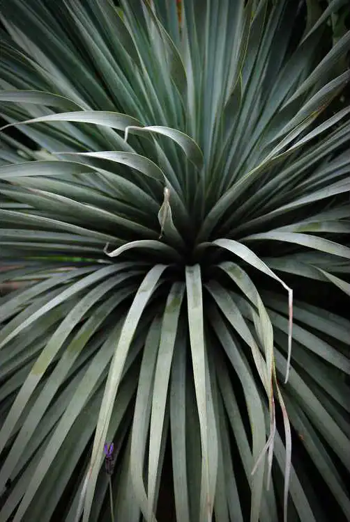Photo of Nolina nelsonii (Nolina nelsoniis)