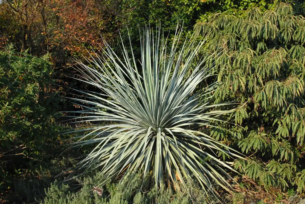 Photo of Nolina nelsonii - Form under Sun:Jim Robbins