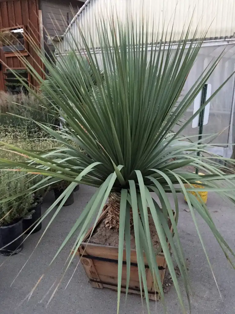 Photo of Nolina nelsonii - Form:Jim Robbins