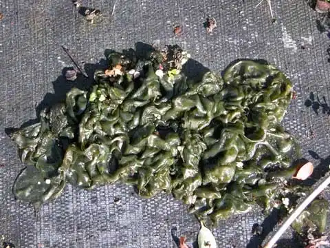 Фото Nostoc (Nostocs)