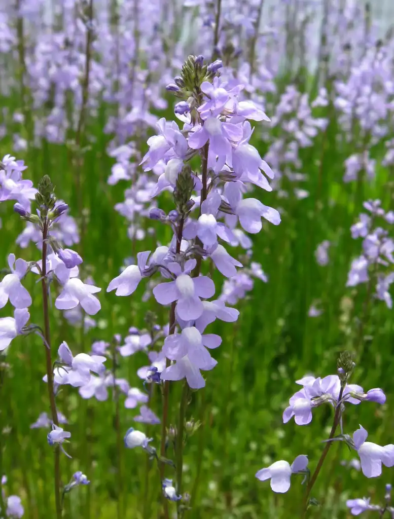 Фото Nuttallanthus canadensis (Nuttallanthus canadensiss)