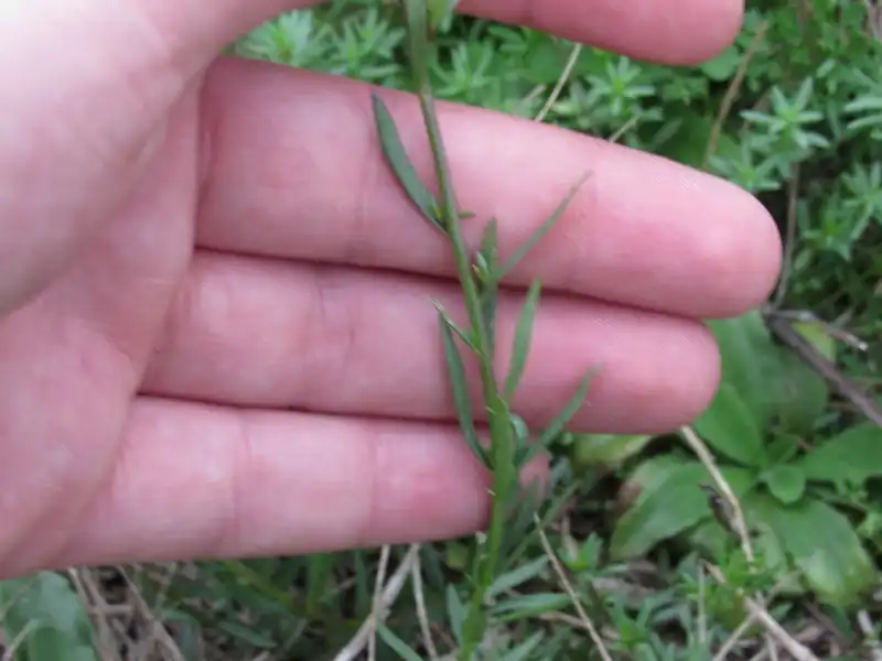 Фото Nuttallanthus canadensis (Nuttallanthus canadensiss)
