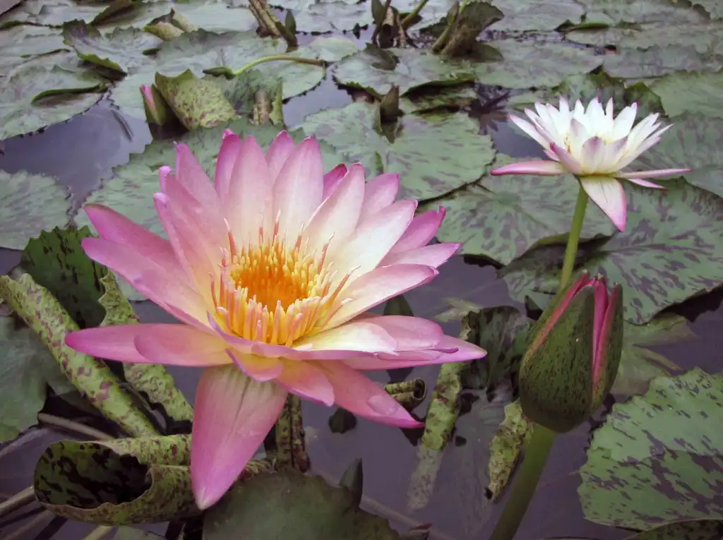 Фото Nymphaea 'Albert Greenburg' (Nymphaea 'Albert Greenburg's)