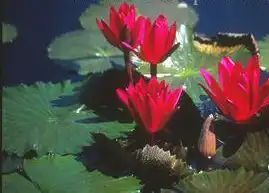 Photo of Nymphaea 'Antares' (Nymphaea 'Antares's)