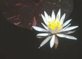 Foto de Nymphaea 'Arc-en-ciel' (Nymphaea 'Arc-en-ciel's)