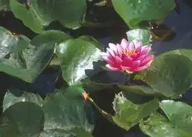 Foto de Nymphaea 'Attraction' (Nymphaea 'Attraction's)