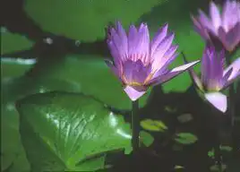 Photo of Nymphaea 'Blue Beauty' (Nymphaea 'Blue Beauty's)
