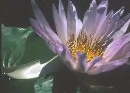 Photo of Nymphaea 'Bob Trickett' (Nymphaea 'Bob Trickett's)