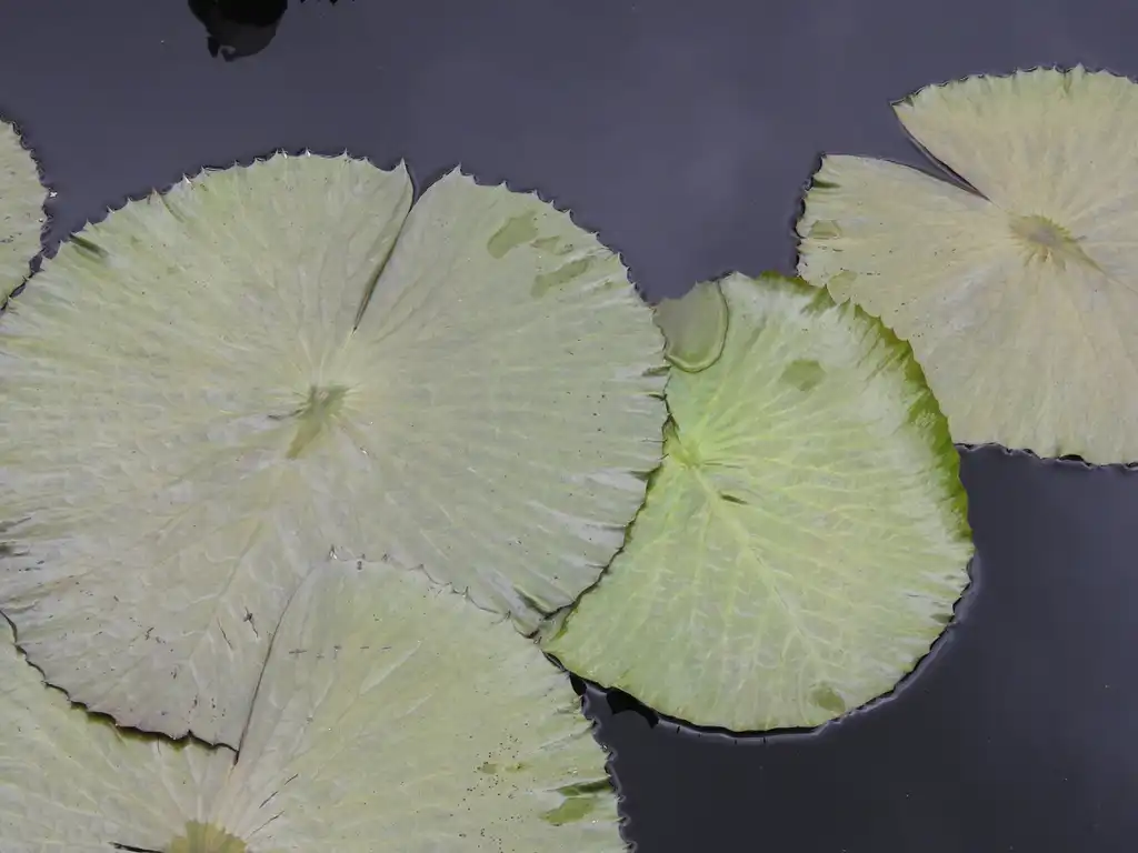 Foto de Nymphaea 'Catherine Marie' (Nymphaea 'Catherine Marie's)