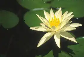 Foto de Nymphaea 'Charlene Strawn' (Nymphaea 'Charlene Strawn's)