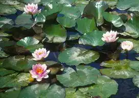 Photo of Nymphaea 'Charles de Meurville' (Nymphaea 'Charles de Meurville's)