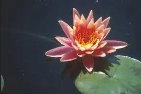Photo of Nymphaea 'Colorado' (Nymphaea 'Colorado's)