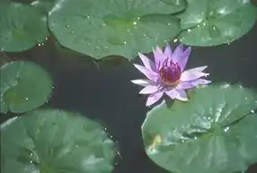 Foto de Nymphaea 'Colorata' (Nymphaea 'Colorata's)