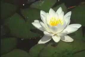 Photo of Nymphaea 'Colossea' (Nymphaea 'Colossea's)