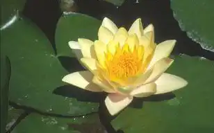 Photo of Nymphaea 'Comanche' (Nymphaea 'Comanche's)