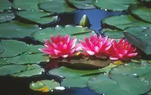 Photo of Nymphaea 'Conqueror' (Nymphaea 'Conqueror's)