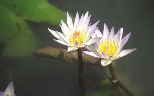 Foto de Nymphaea 'Daubeniana' (Nymphaea 'Daubeniana's)