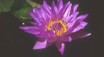 Foto de Nymphaea 'Director George T. Moore' (Nymphaea 'Director George T. Moore's)