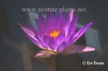 Foto de Nymphaea 'Edward D. Uber' (Nymphaea 'Edward D. Uber's)