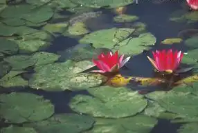 Foto de Nymphaea 'Ellisiana' (Nymphaea 'Ellisiana's)