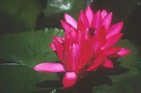 Foto de Nymphaea 'Emily Grant Hutchings' (Nymphaea 'Emily Grant Hutchings's)