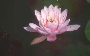 Foto de Nymphaea 'Firecrest' (Nymphaea 'Firecrest's)