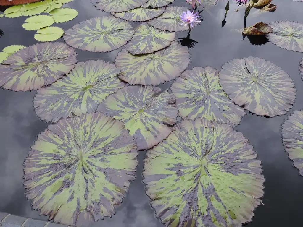 Фото Nymphaea 'Foxfire' (Nymphaea 'Foxfire's)