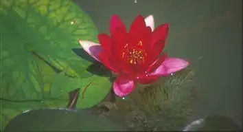 Foto de Nymphaea 'Froebeli' (Nymphaea 'Froebeli's)