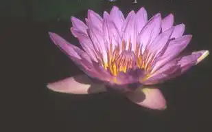Фото Nymphaea 'General Pershing' (Nymphaea 'General Pershing's)