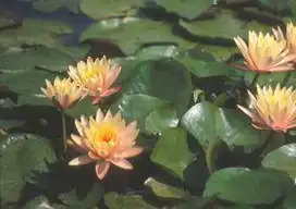Photo of Nymphaea 'Georgia Peach' (Nymphaea 'Georgia Peach's)
