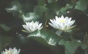 Foto de Nymphaea 'Gladstone' (Nymphaea 'Gladstone's)