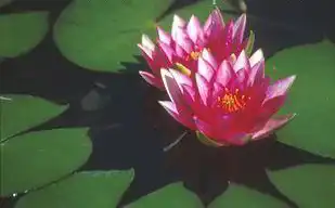 Foto de Nymphaea 'Gloriosa' (Nymphaea 'Gloriosa's)