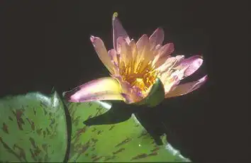 Photo of Nymphaea 'Green Smoke' (Nymphaea 'Green Smoke's)