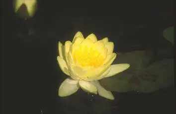 Photo of Nymphaea 'Helvola' (Nymphaea 'Helvola's)