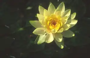 Photo of Nymphaea 'Innerlight' (Nymphaea 'Innerlight's)