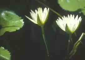 Photo of Nymphaea 'Isabelle Pring' (Nymphaea 'Isabelle Pring's)