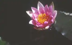 Photo of Nymphaea 'Joanne Pring' (Nymphaea 'Joanne Pring's)
