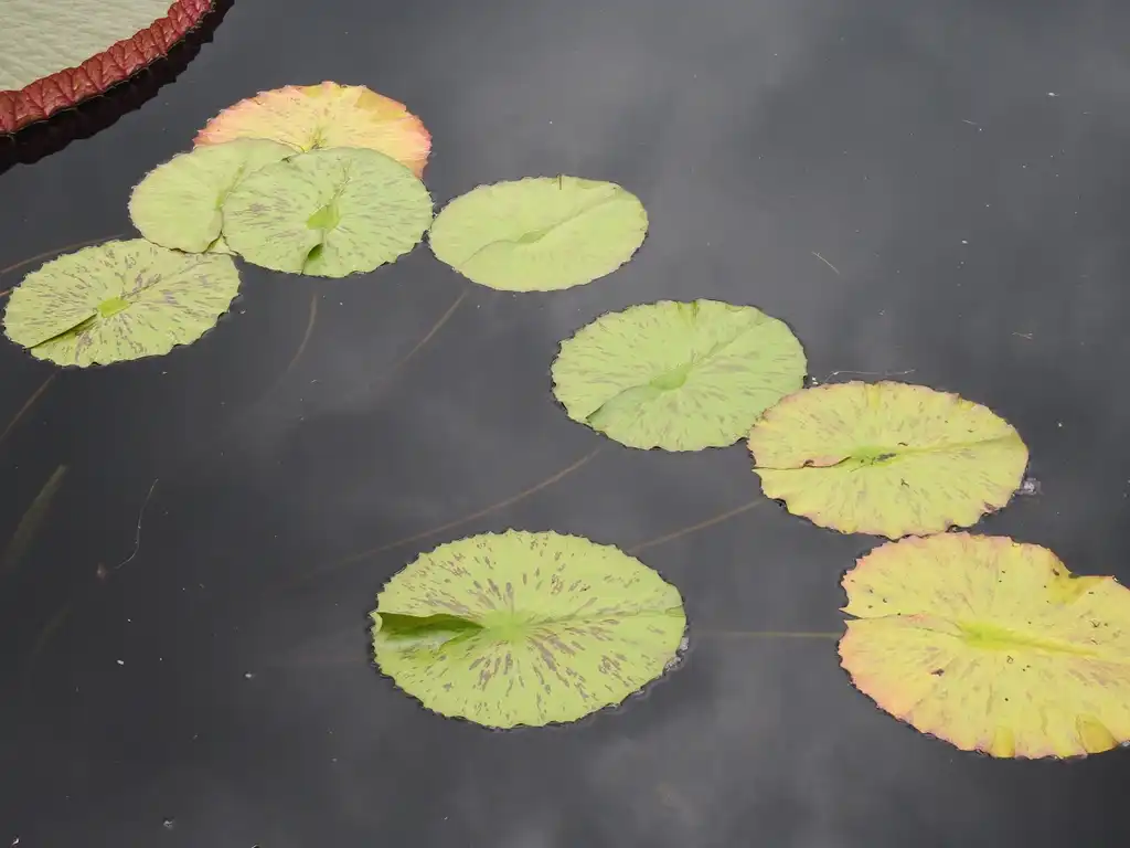 Foto de Nymphaea 'Joe Cutak' (Nymphaea 'Joe Cutak's)