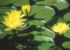 Foto de Nymphaea 'Joey Tomocick' (Nymphaea 'Joey Tomocick's)