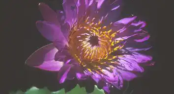 Photo of Nymphaea 'Judge Hitchcock' (Nymphaea 'Judge Hitchcock's)