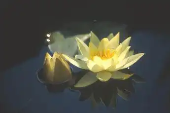Photo of Nymphaea 'Lemon Chiffon' (Nymphaea 'Lemon Chiffon's)