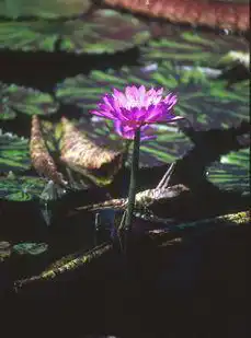 Photo of Nymphaea 'Leopardess' (Nymphaea 'Leopardess's)
