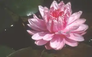 Фото Nymphaea 'Lily Pons' (Nymphaea 'Lily Pons's)