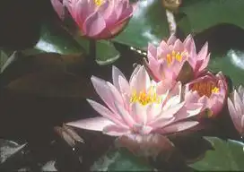 Foto de Nymphaea 'Luciana' (Nymphaea 'Luciana's)